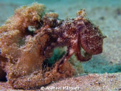 Baby Octopus by Abimael Márquez 